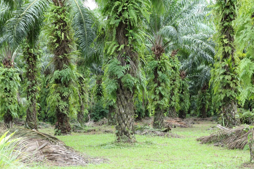 Międzynarodowy Dzień Bez Oleju Palmowego